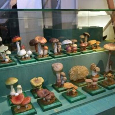 Bild vergrößern: Foto von der Modellsammlung heimischer Pilze.