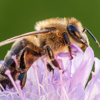 Bild vergrößern: Foto einer Biene auf einer lila Blte.