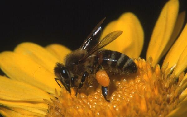 Bild vergrößern: Honigbiene