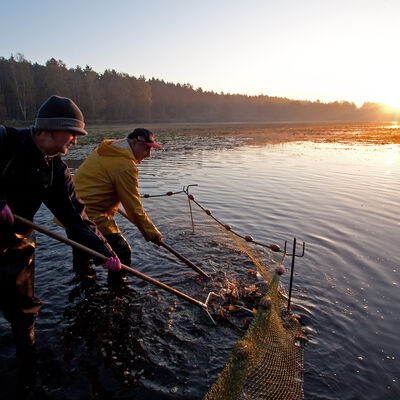 Bild vergrößern: Zwei Fischer bereiten das Netz für den großen Fang im Teich vor.