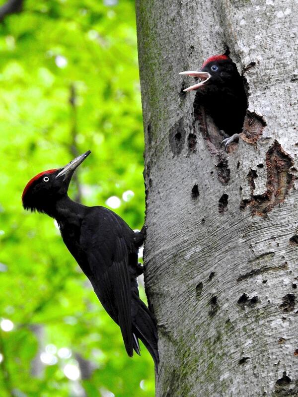 Bild vergrößern: Ausstellung im Stadtmuseum: Unser Wald - Zwei Schwarzspechte
