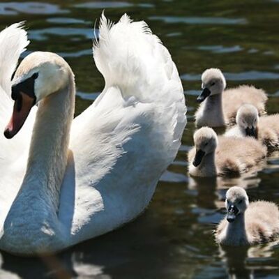 Bild vergrößern: Ein großer Schwan und sechs kleine Schwäne.