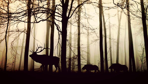 Bild vergrößern: Nebulser Wald mit Waldtieren.