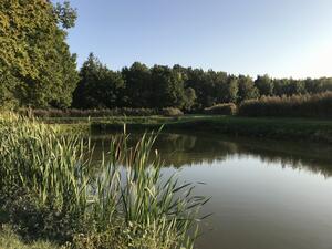 Bild vergrößern: Der Prissather Weiher im Ortsteil Fronberg in Schwandorf.