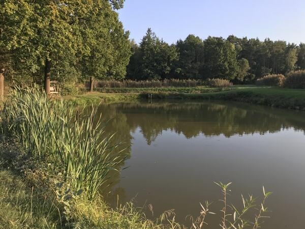 Ein Fischteich in Prissath bei Fronberg in Schwandorf.