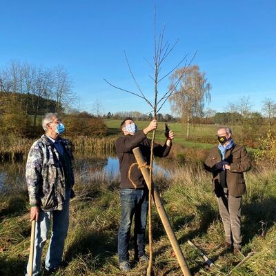 Bild vergrößern: Der erste Baum ist gepflanzt und wird nun fachgerecht zugeschnitten. (von rechts nach links: OB Andreas Feller, Mathias Bäuml und Vorsitzender Franz Schloderer vom GOV Richt und Umgebung)