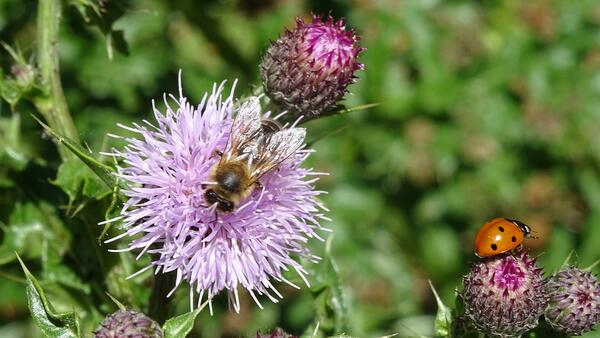 Blumen mit einer Biene und einem Marienkäfer.