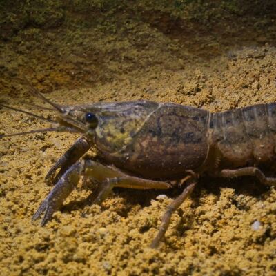 Bild vergrößern: Marmorkrebs im Murner See