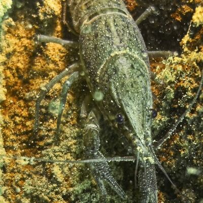 Bild vergrößern: Marmorkrebs im Murner See