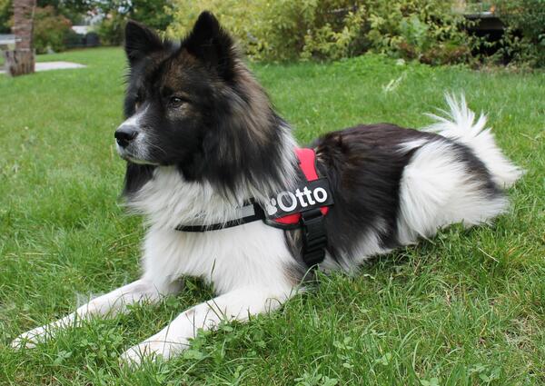 Ein schwarz-weier Hund.