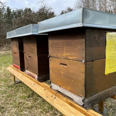 Bild vergrößern: Bienenkästen im Frühjahr