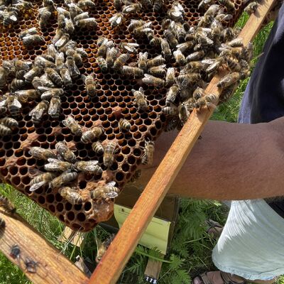 Bild vergrößern: Bienen auf den Waben
