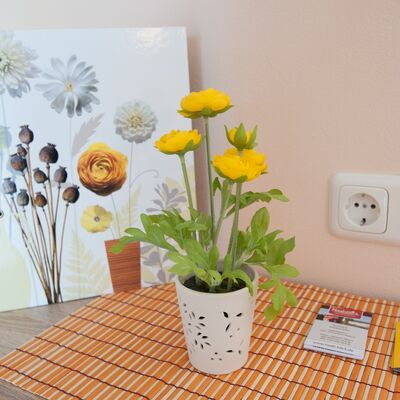 Bild vergrößern: Eine gelbe Zimmerpflanze steht auf dem Tisch.