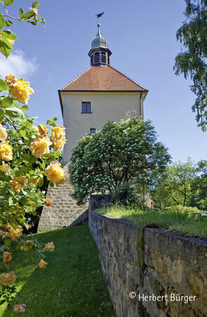 Bild vergrößern: Der Blasturm erstrahlt hinter dem Rosenbusch im Sommer.