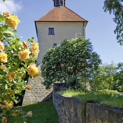 Der Blasturm erstrahlt hinter dem Rosenbusch im Sommer.