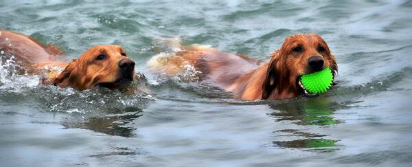 Das Bild zeigt zwei Hunde im Wasser mit einem Ball.
