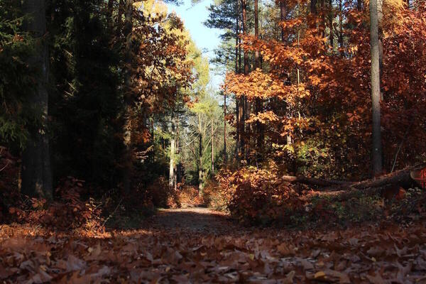 Bild vergrößern: Ein Waldweg bedeckt von braunen Blttern