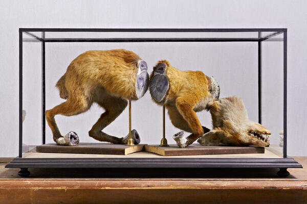 Bild vergrößern: Ein Fuchs in einem Glaskasten.