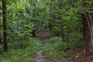Bild vergrößern: Der Weg schlängelt sich auf einem schmalen Pfad durch den Wald.