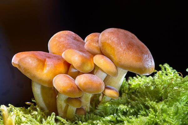 Bild vergrößern: Nachaufnahme einer Gruppe Pilze im Moos