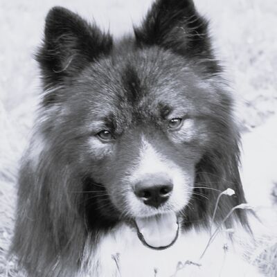 Bild vergrößern: Otto R.I.P.