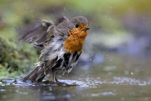 Bild vergrößern: Eine Nahaufnahme des Vogels wie er im Wasser badet