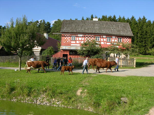 Stiftlanddorf Rinder und Besucher - Freiland Museum Perschen 