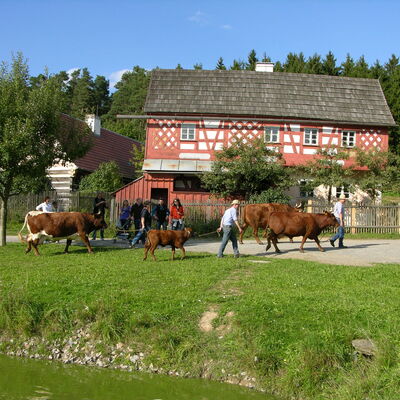 Stiftlanddorf Rinder und Besucher - Freiland Museum Perschen 