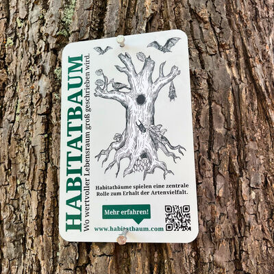 Bild vergrößern: Habitatbaum_Foto_Andreas Hofmeister (2)