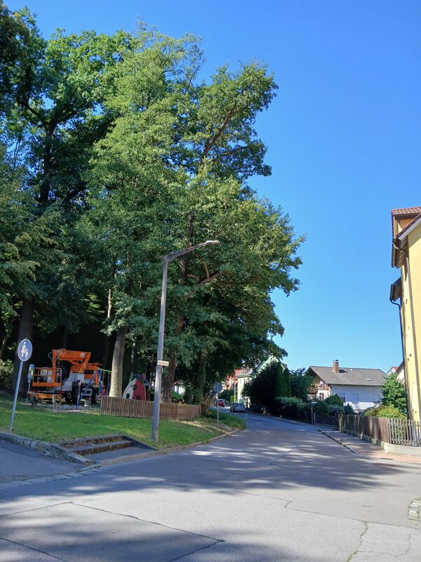Bild vergrößern: Kreuzbergring_Baumpflege