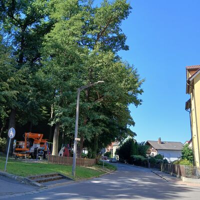 Kreuzbergring_Baumpflege