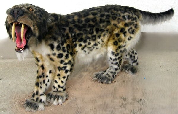 Bild vergr&ouml;&szlig;ern: eine ausgestopfte S&auml;belzahnkatze