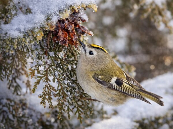 Bild vergr&ouml;&szlig;ern: Ein Wintergoldh&auml;hnchen auf einem beschneiten Nadelbaum