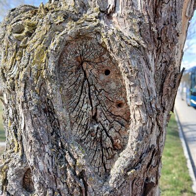 Bild vergr&ouml;&szlig;ern: Baumf�llungen Dachelhofen_Foto_Franz Scharf (2)