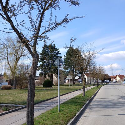 Baumf&auml;llungen Dachelhofen_Foto_Franz Scharf (1)