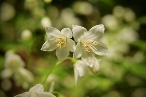 Bild vergr&ouml;&szlig;ern: Nahaufnahme einer wei&szlig;en Blume