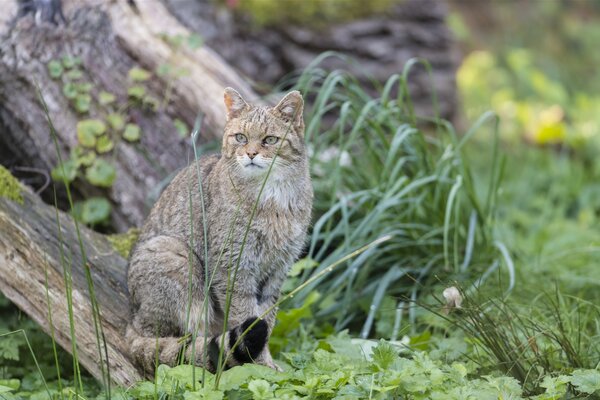 Bild vergr&ouml;&szlig;ern: Eine europ&auml;ische Wildkatze sitzt im Wald.