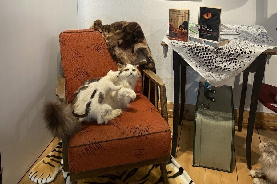 Bild vergr&ouml;&szlig;ern: eine Katze sitzt auf einem Sessel