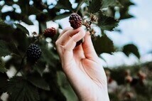 Bild vergr&ouml;&szlig;ern: Eine Hand pfl&uuml;ckt eine Brombeere