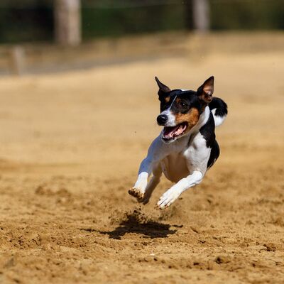 Hund am rennen