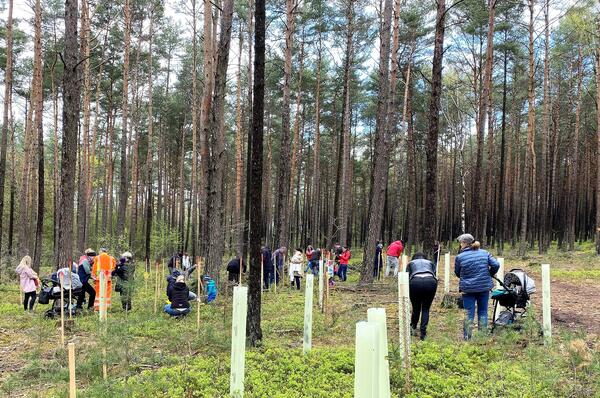 Bild vergrößern: Personen die in einem Wald Bäume pflanzen.