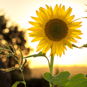 Bild vergrößern: Foto von einer Sonnenblume bei Sonnenuntergang